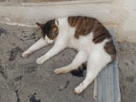 サントリーニ島の猫.jpg